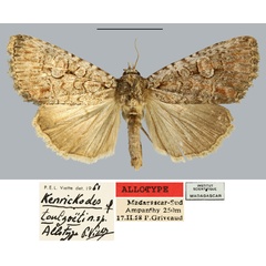 /filer/webapps/moths/media/images/T/toulgoeti_Kenrickodes_AT_MNHN.jpg