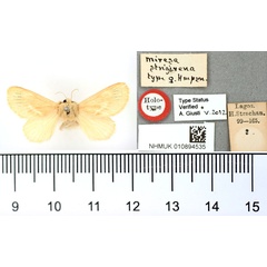 /filer/webapps/moths/media/images/S/strigivena_Miresa_HT_BMNH.jpg