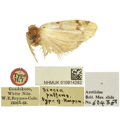 /filer/webapps/moths/media/images/P/pallens_Siccia_HT_BMNH.jpg