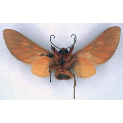 /filer/webapps/moths/media/images/I/inflammata_Balacra_HT_BMNH_02.jpg