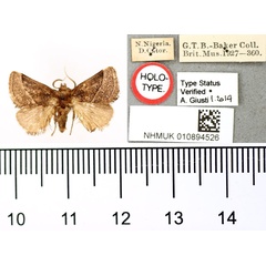 /filer/webapps/moths/media/images/C/catori_Thosea_HT_BMNH.jpg