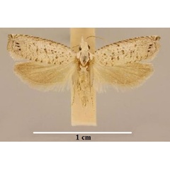 /filer/webapps/moths/media/images/K/kwazuluana_Hysterophora_A_TMSA.jpg