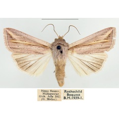 /filer/webapps/moths/media/images/T/tincta_Mythimna_AM_BMNH.jpg