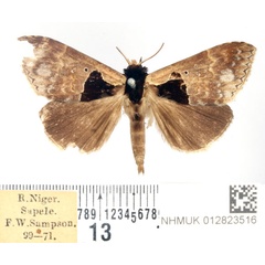 /filer/webapps/moths/media/images/N/nigribasis_Anoba_AM_BMNH.jpg