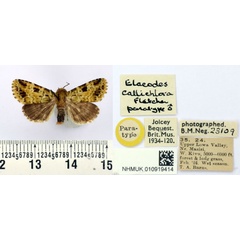 /filer/webapps/moths/media/images/C/callichlora_Elaeodes_PT_BMNH.jpg