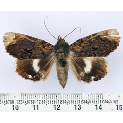 /filer/webapps/moths/media/images/G/griveaudi_Nagia_AF_BMNH.jpg