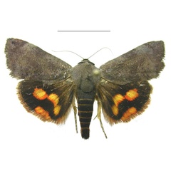 /filer/webapps/moths/media/images/M/maldivesa_Hyblaea_HT_ZSMa.jpg