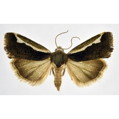 /filer/webapps/moths/media/images/B/binominata_Acontia_AF_NHMO.jpg
