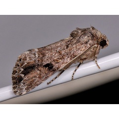/filer/webapps/moths/media/images/M/mauritia_Spodoptera_A_Mazzei_03.jpg