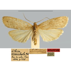 /filer/webapps/moths/media/images/A/amaurobapha_Lithosia_HT_MNHN.jpg