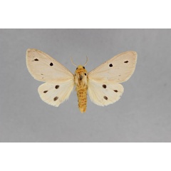 /filer/webapps/moths/media/images/D/decemmaculata_Paralacydes_AM_BMNH.jpg