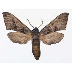 /filer/webapps/moths/media/images/E/erlangeri_Microclanis_AF_Basquin.jpg