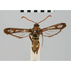 /filer/webapps/moths/media/images/R/rubripalpis_Synanthedon_HT_BMNH.jpg