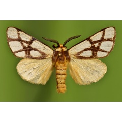 /filer/webapps/moths/media/images/R/reticulata_Anaphe_A_Butler.jpg
