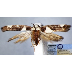/filer/webapps/moths/media/images/A/antileuca_Thymosopha_PTF_BMNH.jpg