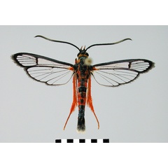 /filer/webapps/moths/media/images/P/polytelis_Camaegeria_PT_SMNS.jpg