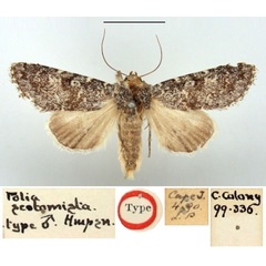 /filer/webapps/moths/media/images/S/scotomista_Polia_HT_BMNH.jpg