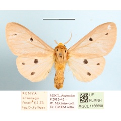 /filer/webapps/moths/media/images/D/decemmaculata_Paralacydes_A_MGCLa_01.JPG