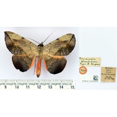 /filer/webapps/moths/media/images/P/plumbefusa_Enmonodia_ST_BMNH.jpg