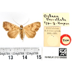 /filer/webapps/moths/media/images/T/tessellata_Oglasa_STF_BMNH_01.jpg