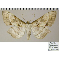 /filer/webapps/moths/media/images/O/obliquata_Psilocladia_AF_ZSM.jpg