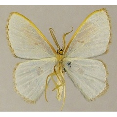 /filer/webapps/moths/media/images/R/rufocellata_Comostolopsis_AM_ZSMb.jpg