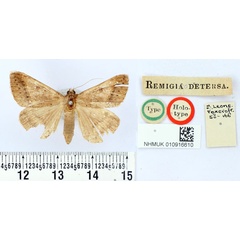 /filer/webapps/moths/media/images/D/detersa_Remigia_HT_BMNH.jpg