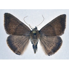 /filer/webapps/moths/media/images/N/natalica_Amyna_AM_NHMO.jpg