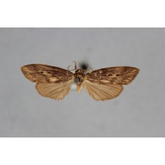 /filer/webapps/moths/media/images/S/subfusca_Exilisia_HT_BMNH.jpg