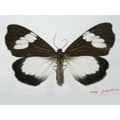 /filer/webapps/moths/media/images/A/apicalis_Nyctemera_A_Guyonneta_01.JPG