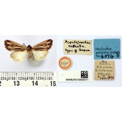 /filer/webapps/moths/media/images/R/radiata_Aspidifrontia_HT_BMNH.jpg