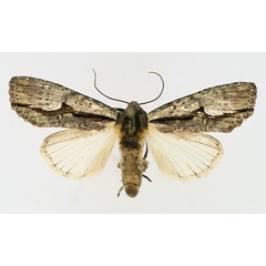 /filer/webapps/moths/media/images/C/cervicornis_Crionica_AF_TMSA_01.jpg
