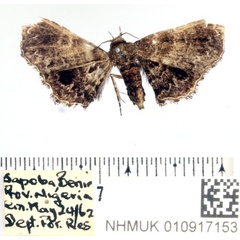 /filer/webapps/moths/media/images/M/mediofoveata_Orygmophora_AM_BMNH.jpg