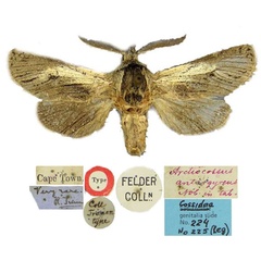 /filer/webapps/moths/media/images/A/antargyreus_Arctiocossus_HT_BMNH.jpg