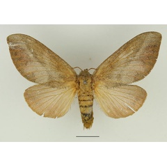 /filer/webapps/moths/media/images/P/pallens_Pallastica_AF_Basquin.jpg