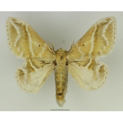 /filer/webapps/moths/media/images/K/koellikerii_Eucraera_AF_Basquin_02.jpg