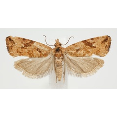 /filer/webapps/moths/media/images/E/exhilarata_Paraeccopsis_AF_BMNH.jpg