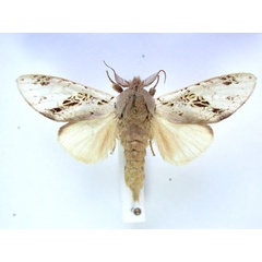 /filer/webapps/moths/media/images/A/atriclathrata_Tricholoba_A_Revell_03.jpg