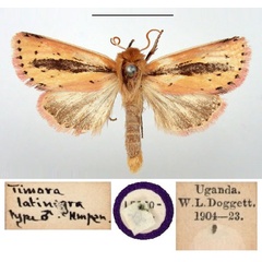 /filer/webapps/moths/media/images/L/latinigra_Timora_LT_BMNH.jpg