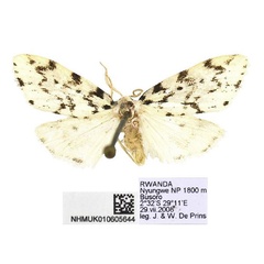 /filer/webapps/moths/media/images/I/imana_Siccia_PTM_BMNH.jpg