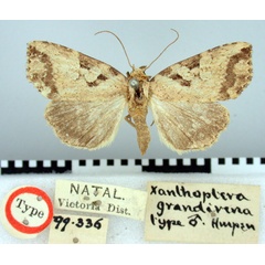 /filer/webapps/moths/media/images/G/grandirena_Xanthoptera_HT_BMNH.jpg