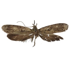 /filer/webapps/moths/media/images/M/malagasella_Yponomeuta_PT_BMNH.jpg