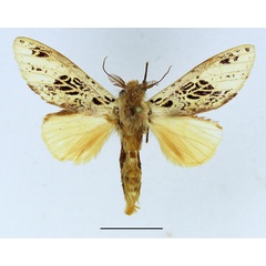 /filer/webapps/moths/media/images/A/atriclathrata_Tricholoba_AM_Basquin_02.jpg