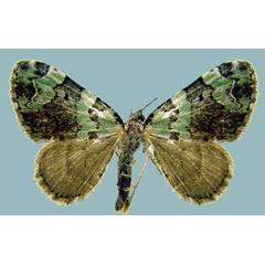 /filer/webapps/moths/media/images/S/smaragdinata_Piercia_AF_Staude.jpg