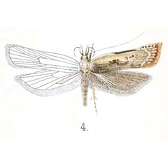 /filer/webapps/moths/media/images/E/eurynotus_Pappophorus_STM_Walsingham_2-4.jpg