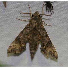 /filer/webapps/moths/media/images/E/eranga_Temnora_A_Jorpeland.jpg