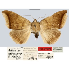 /filer/webapps/moths/media/images/M/malagasy_Achaea_HT_MNHN.jpg