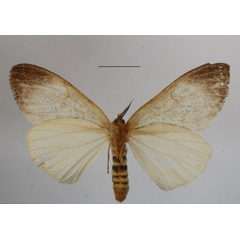 /filer/webapps/moths/media/images/G/grisea_Dasyarctia_A_MGCLb_01.JPG
