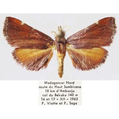 /filer/webapps/moths/media/images/P/percuprealis_Prosaris_AF_MNHN.jpg