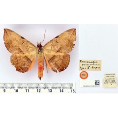 /filer/webapps/moths/media/images/P/pulverulenta_Enmonodia_HT_BMNH.jpg
